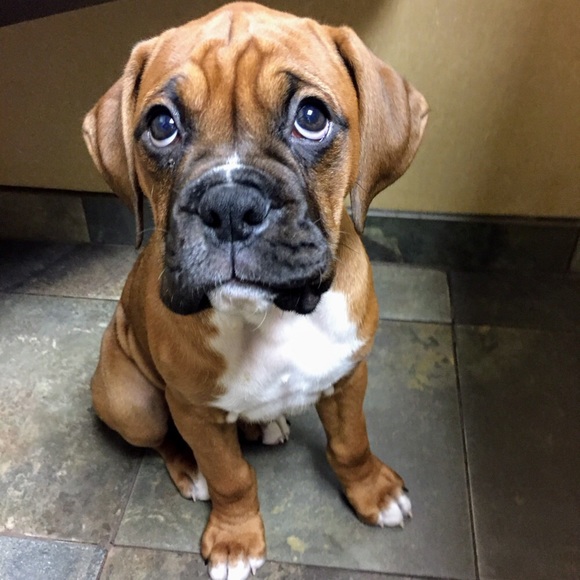 Meet your Posher, Nikkie - Picture 4 of 7